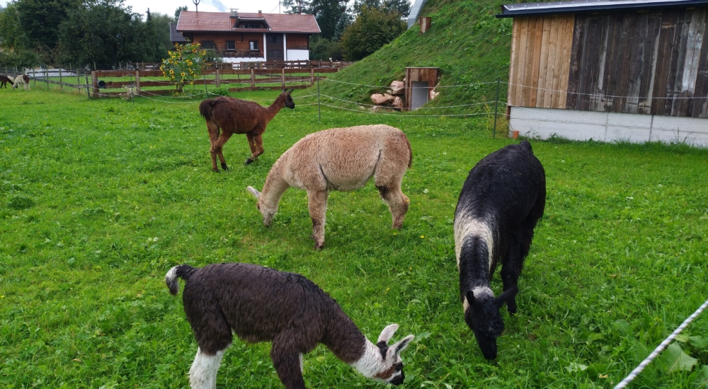 Alpaccas auf Wiese beim Gras fressen
